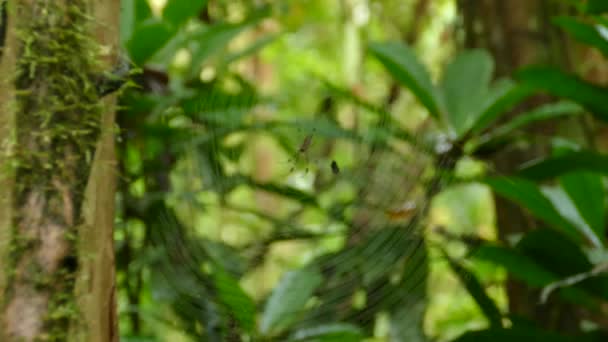 Vergrößerungsaufnahme Einer Großen Spinne Die Ihr Netz Über Kleine Wasserläufe — Stockvideo