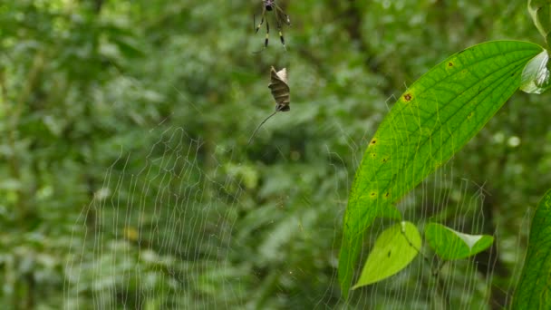 Spider Arriving Back Web Calling Home Wild Jungle — ストック動画