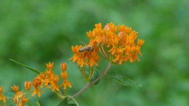 Bigger size bee crawls and forages among beautiful orange flowers in summer