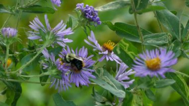 Bumblebee güzel çiçeklerin üzerinde sürünürken makro mercekle izledi