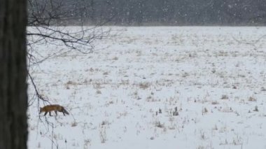 Kuzey Amerika kışı boyunca tilki karlı tarlalardan geçerken göz kamaştırıcı bir çekim.
