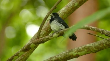 doğal arka planda güzel kuş