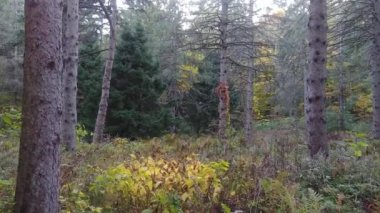 Sonbaharda karışık Kanada ormanlarında uzun çimenli tarlalarda yavaş bir yürüyüş.