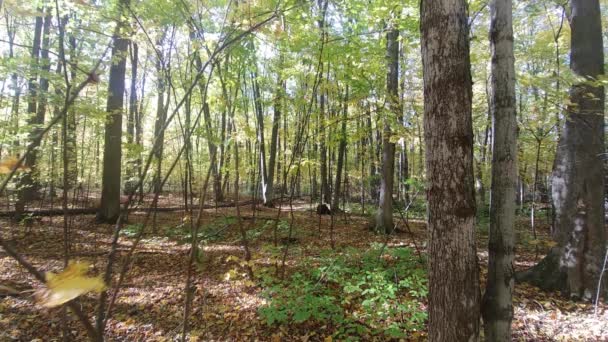 Verlengde Een Minuut Sequentie Van Een Wandeling Herfst Bossen Van — Stockvideo