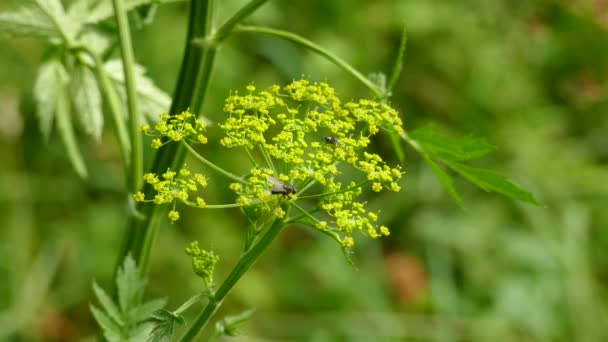 Fourmi Mouche Rampant Nourrissant Même Parcelle Fleurs Minuscules — Video