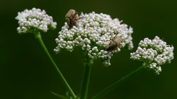 Dos Pares Insectos Similares Apareándose Mismo Tiempo Misma Flor Blanca — Vídeo de stock