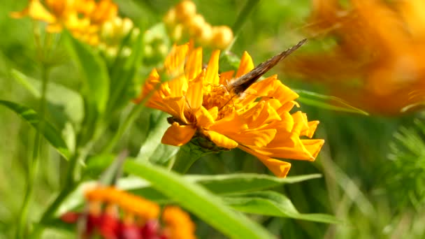 Larga Secuencia Minuto Alimentación Mariposas Mientras Pisa Estigmas Florales — Vídeos de Stock