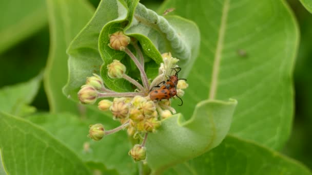 Bug Vrcholu Další Páří Zatímco Pomalu Pohybují Mezi Květinovou Rostlinou — Stock video