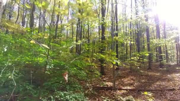 Caméra montée sur cardan avance à travers les feuilles colorées en automne 