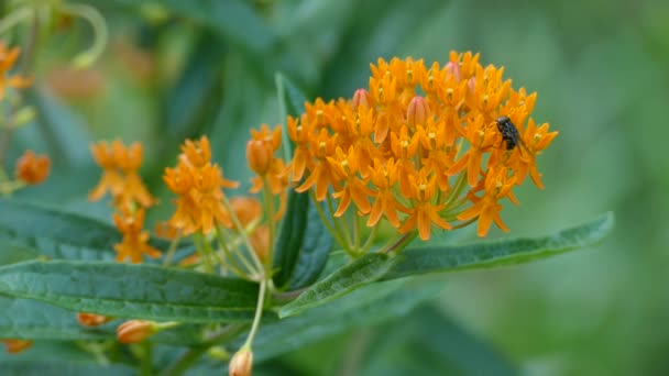 Mouche Noire Exotique Rayures Bleues Atterrit Sur Fleur Orange Frappante — Video