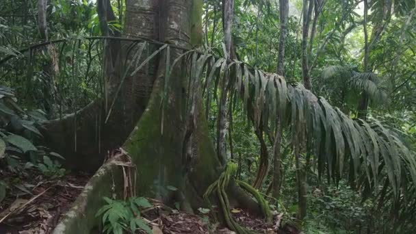 ジャングルストック動画 ロイヤリティフリージャングル動画 Depositphotos