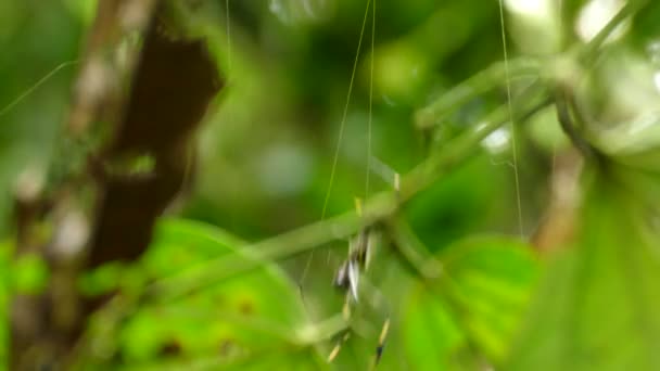 在绿色模糊的背景下 蜘蛛从单个网络字符串快速下降 — 图库视频影像