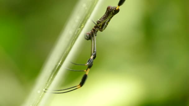 巴拿马美丽的球织蜘蛛倒立在侧视网上 — 图库视频影像