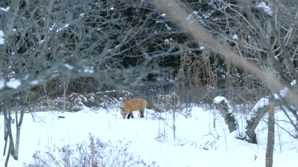 狐狸正在沉着地研究黄昏时的雪地花园 以寻找可能藏匿的猎物 — 图库视频影像