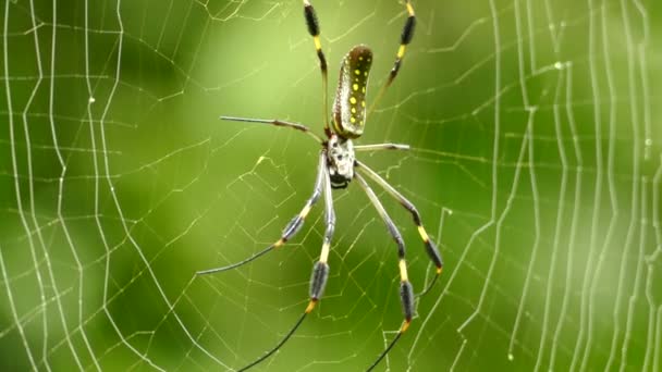 Large Tropical Spider Middle Web Moves Leaves Frame — Stock Video