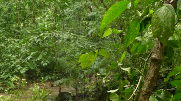 Orbe Aranha Descansando Meio Uma Grande Teia Montada Selva Perto — Vídeo de Stock