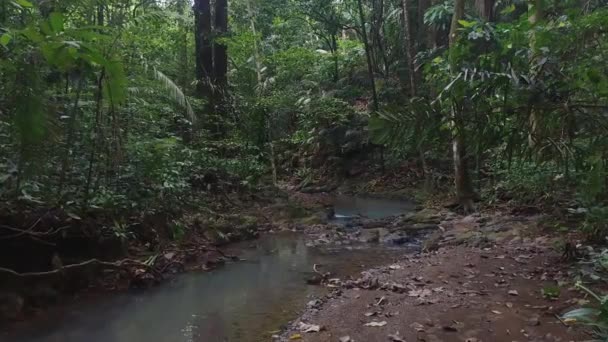 Penumbra Creada Por Densa Selva Vista Mientras Desliza Sobre Arroyo — Vídeos de Stock