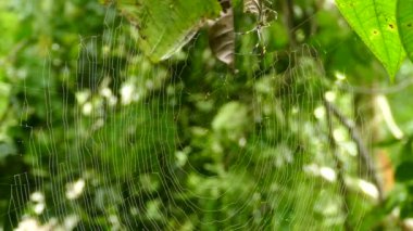 Örümcek yavaşça Kosta Rika ormanındaki büyük ağına geri dönüyordu.