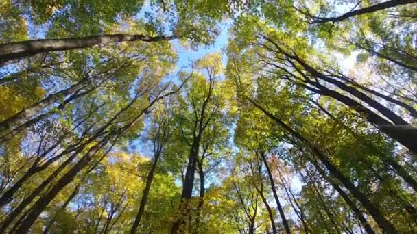 Birds Flying Treetops Beautiful Autumn Day Canada — Stock Video