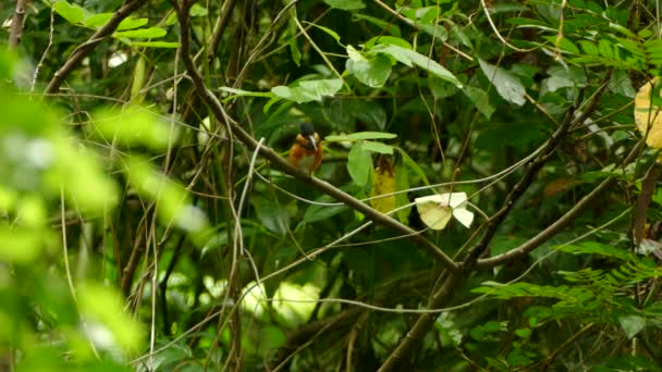 Bel Oiseau Sur Fond Naturel — Video