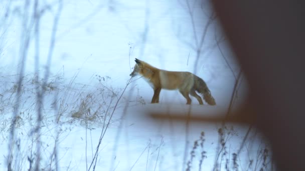 Fuchs Nähert Sich Jagdgebiet Bevor Den Schnee Taucht Und Traurig — Stockvideo