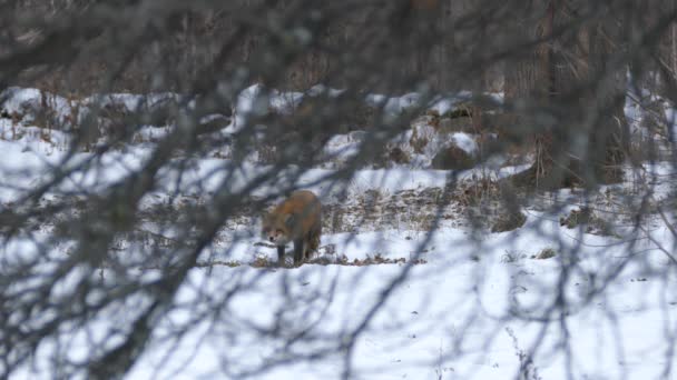 Αλεπού Δει Μέσα Από Κλαδιά Χειμώνα Ελαφρύ Χιόνι Στο Έδαφος — Αρχείο Βίντεο