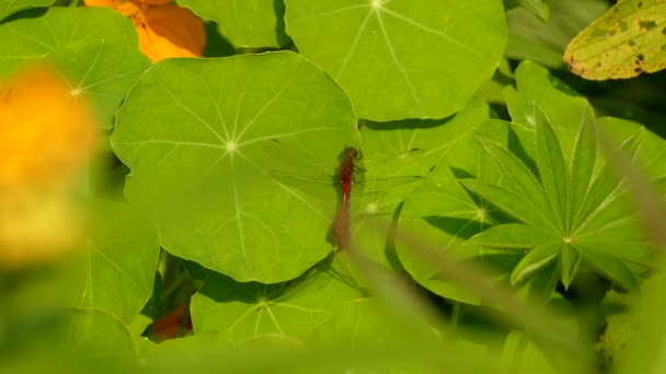黄昏时分蜻蜓躺在郁郁葱葱的睡莲上 — 图库视频影像