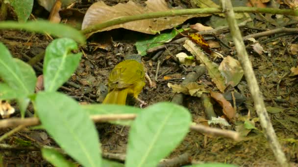 Oiseau décapite insecte avant de manger la tête alors que le corps est sur le sol 