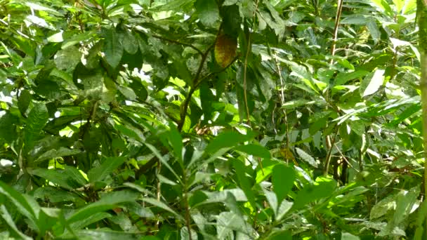 Bosque Lluvioso Ocupado Alberga Pequeño Pájaro Color Amarillo Que Salta — Vídeo de stock