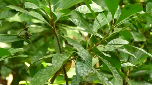 Tanager Pájaro Escondido Detrás Las Hojas Despega Saliendo Del Marco — Vídeos de Stock