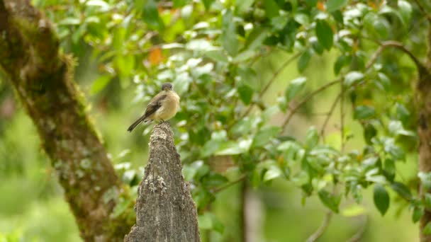 Mały Śliczny Latający Ptak Siedzący Suszonej Gałęzi Bardzo Lekkimi Opadami — Wideo stockowe