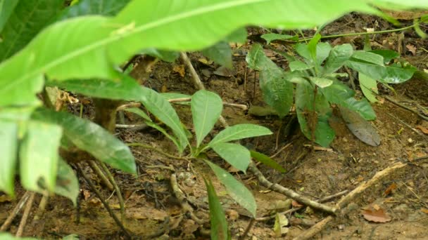 Oiseau Caché Par Des Feuilles Sol Lors Mise Mort Une — Video