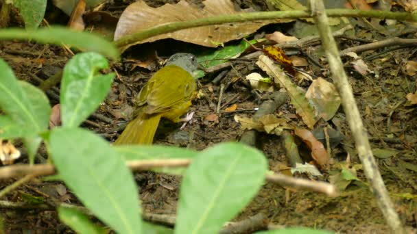 Tangara éviscérant et vidant les intestins d'un insecte avant de s'envoler 