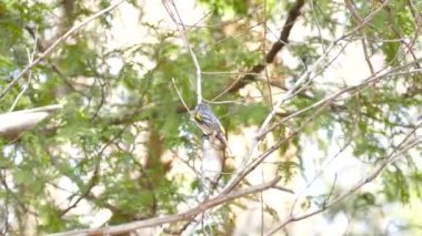 Vurucu sarı popolu, parlak sarı, siyah ve gri gölgeleri gösteriyor