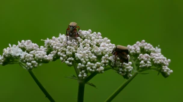 两只交配的昆虫 一个在顶部 另一个有绿色背景 — 图库视频影像