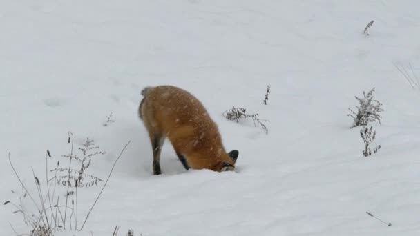 冬に太い毛皮を持つかなり赤いキツネは雪の中で頭を持っているとアウト — ストック動画