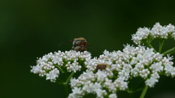 Fula Bugg Ovanpå Annan Parningsprocessen Vitaktig Blomma — Stockvideo