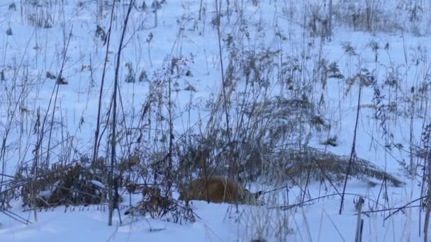 Отслеживающая Камера Красной Лисой Идущей Снегу Вечером — стоковое видео