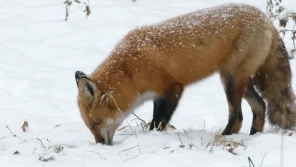 Rotfuchs Macht Futterpause Winter Die Kamera Schauen — Stockvideo