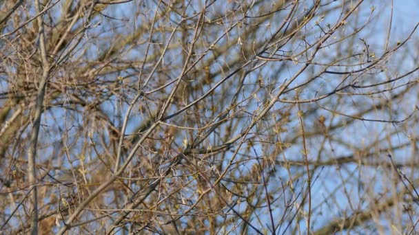 Une minute de séquence prolongée de minuscule type kinglet d'oiseau se déplaçant rapidement 