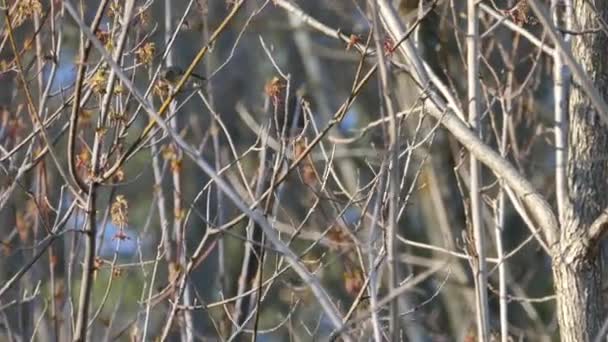 Tipo Pequeno Flycatcher Rápido Pássaro Mola Galhos Pequenos Com Buds — Vídeo de Stock