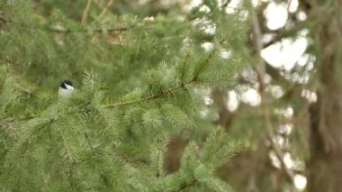 Yavru kuş uçup gitmeden önce tek bir çam ağacının dalında zıplıyor.