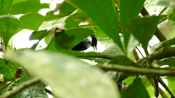 Close Van Kleine Zwarte Vogel Uit Elkaar Scheuren Groene Insect — Stockvideo