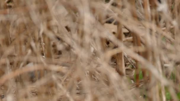 Long Tracking Shot Chickadee Foraging Ground Tall Grass — Stock Video