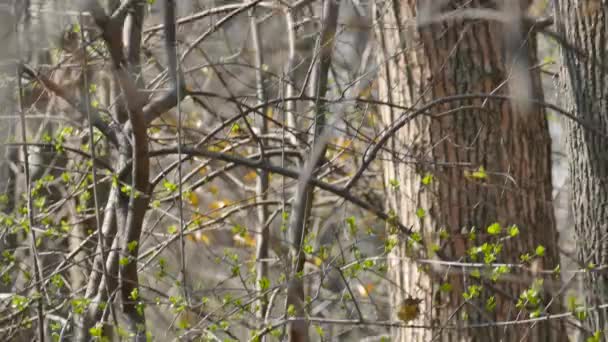 Παλάμη Warbler Κινείται Πολύ Γρήγορα Για Την Κάμερα Θάμνο Μπουμπούκια — Αρχείο Βίντεο