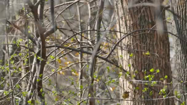 Palm Warbler Moving Too Fast Camera Bush Buds Spring Migration — Stock Video