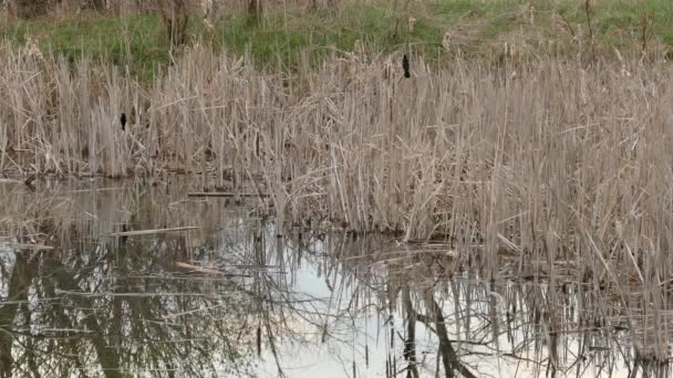 Red Winged Blackbird Taking Flight Being Perched Cattail Marshland — Stock Video