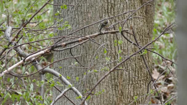 Minuto Aseo Pinzón Oro Naturaleza Con Plumaje Moldeado — Vídeos de Stock