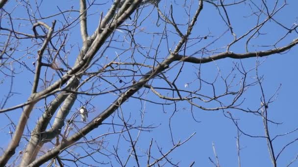 Paruline Verte Gorge Noire Perchée Sommet Couvert Forestier Sur Ciel — Video