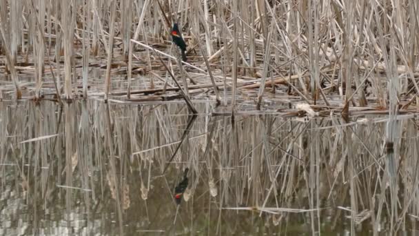 Blackbird Flyger Kvist Som Kikar Upp Vattnet Med Symmetrisk Reflektion — Stockvideo